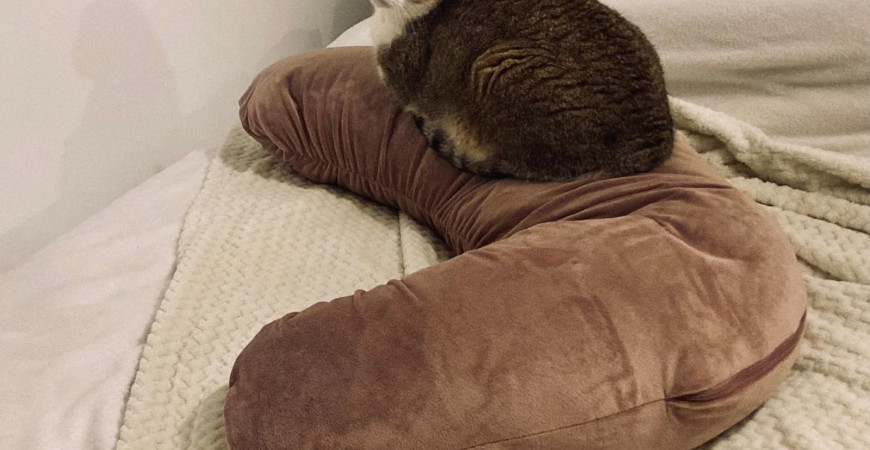 Et donner une seconde vie à son coussin de maternité