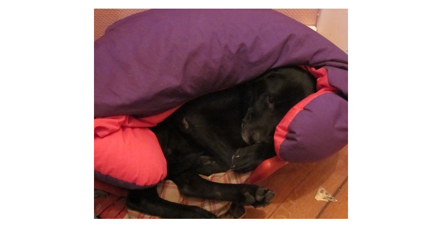 Le chien, l'ami du coussin de maternité. Si.