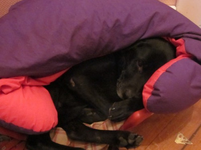 Le chien, l'ami du coussin de maternité. Si.